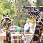 Seneca Park Zoo