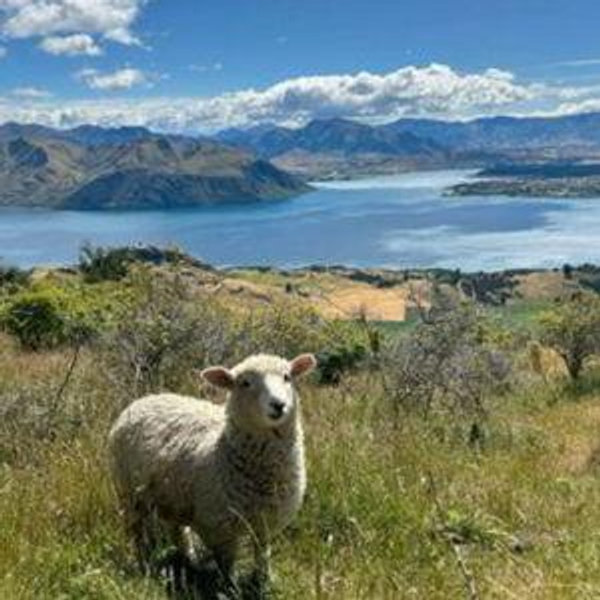 New Zealand Honeymoon Fund (Credit Card Option)