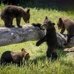 Bear Country USA