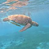 Private Turtle Spotting Snorkeling Excursion in Aruba