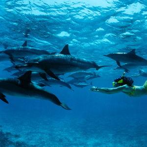 Swimming with Dolphins