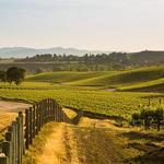Wine Tasting