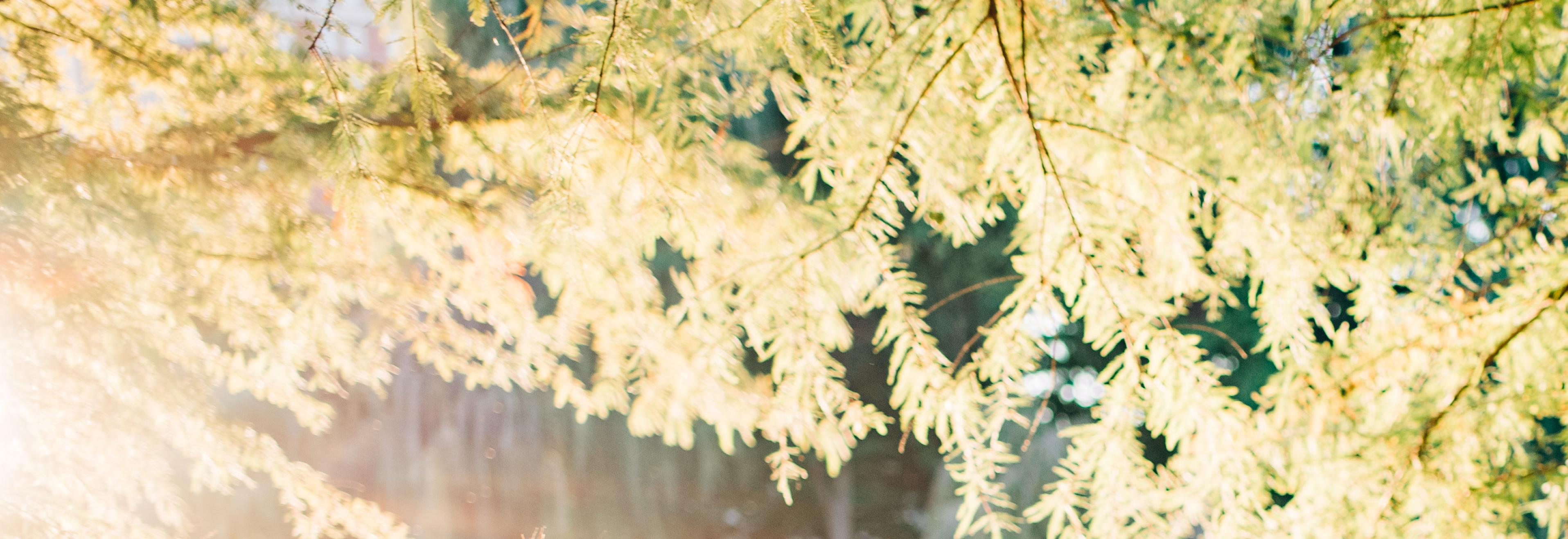 The Wedding Website of Thomas Willems and Su Luo