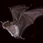 Watch Bats at Congress Avenue Bridge