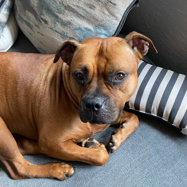 Clyde’s treat fund🦴