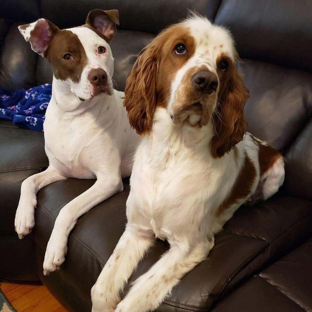 Of course we added dog pics