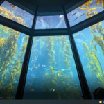 Monterey Bay Aquarium
