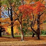 Arnold Arboretum