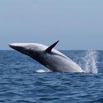 East Meets West Whale Watching