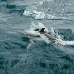 Dolphins and Whale Watching in Ponta Delgada