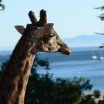 Santa Barbara Zoo