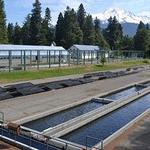 Mt. Shasta Fish Hatchery