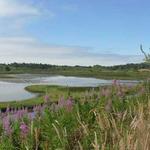 Sitka Sedge State Natural Area