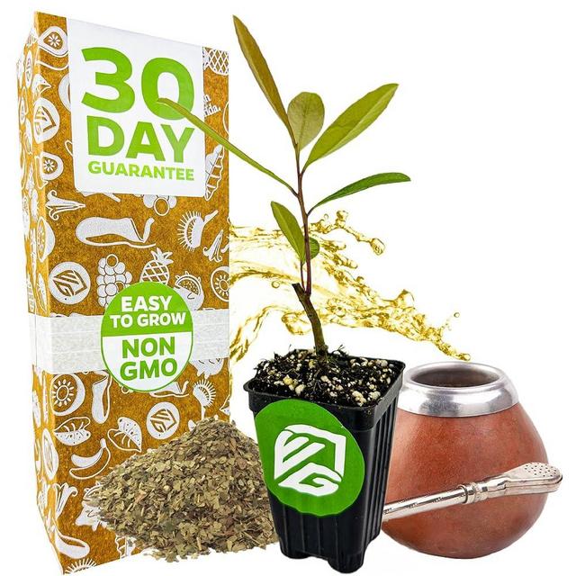 Yerba Mate - Ilex paraguariensis by Wellspring Gardens - South American Tea Plant - Cultural Heritage Tree - Exotic Botanical Energizer - Holly Family Plant - Starter Plant Herb Plant