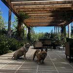 Caymus Vineyards