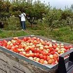 Oak Glen Preserve - Apple Picking