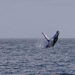 Cape Ann Whale Watch