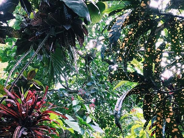 Gardens of Babylon Landscape & Garden Center Gift Card