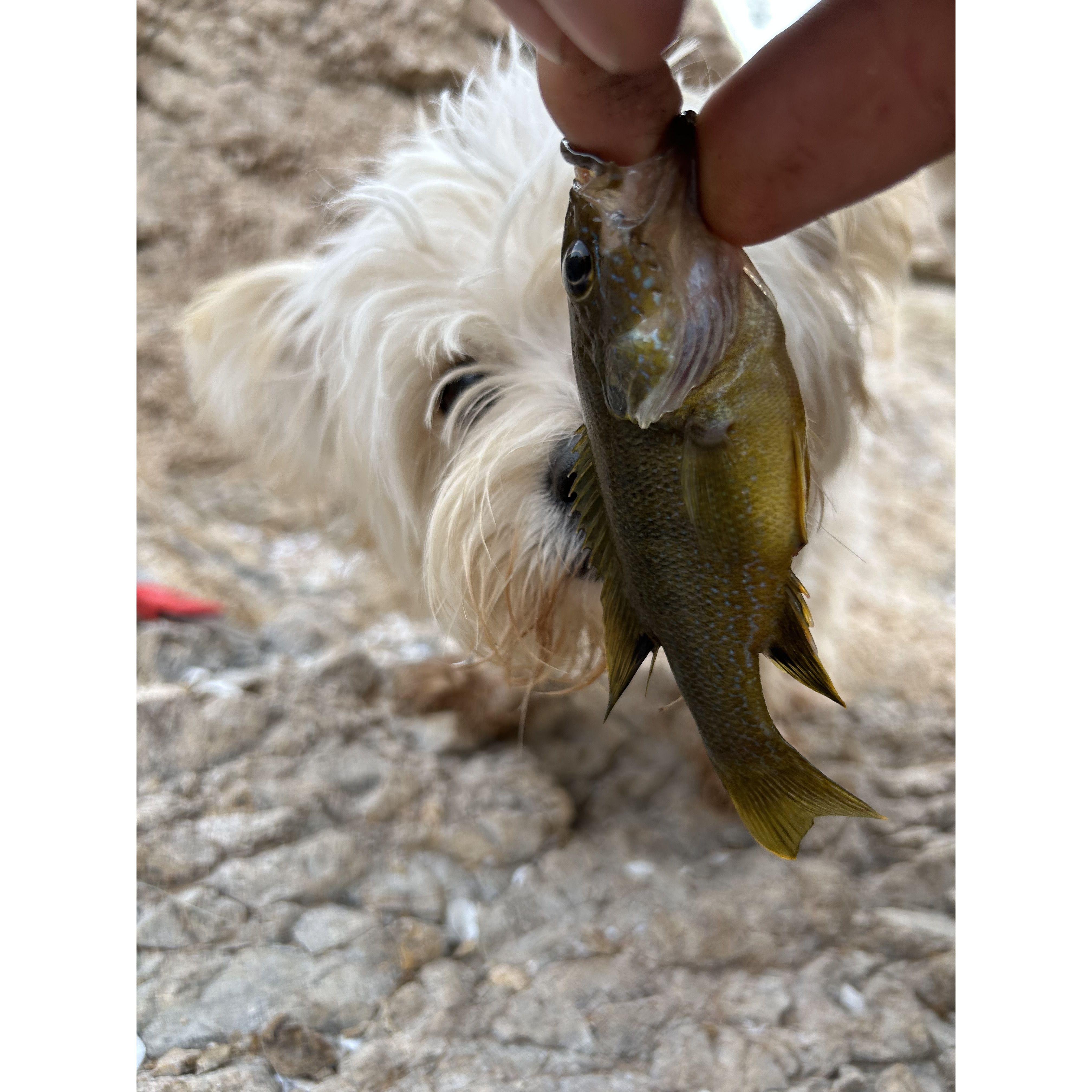 Hank sniffing a Bluegill...........