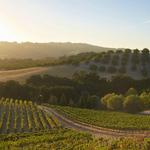 Paso Robles Wine Country