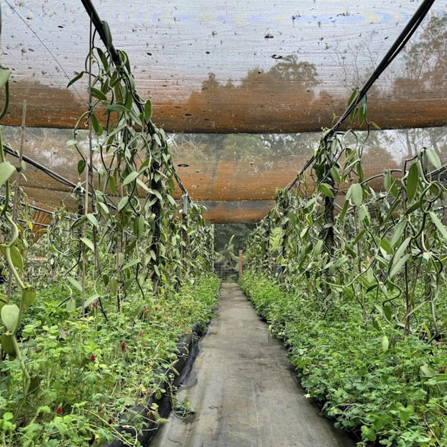 Hawaiian Vanilla Co. Farm Tour
