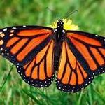 All A Flutter Farms LLC