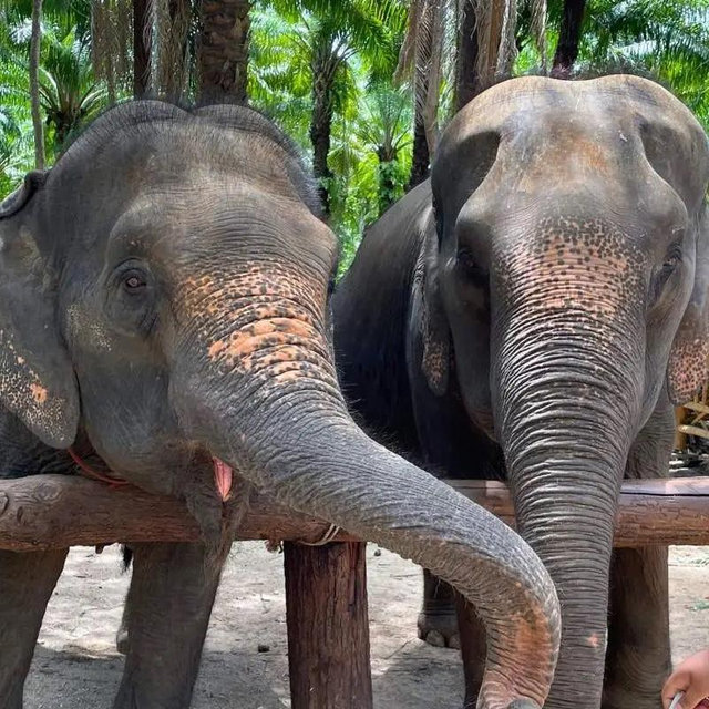 Visit to an Elephant Sanctuary