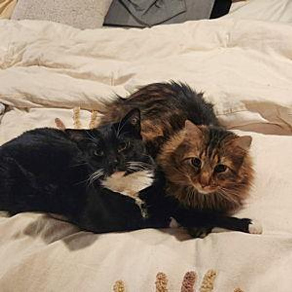 A year of cat goodies