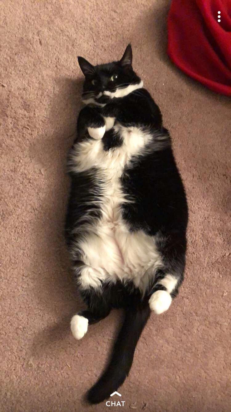 tuxie