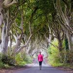 Dark Hedges Estate