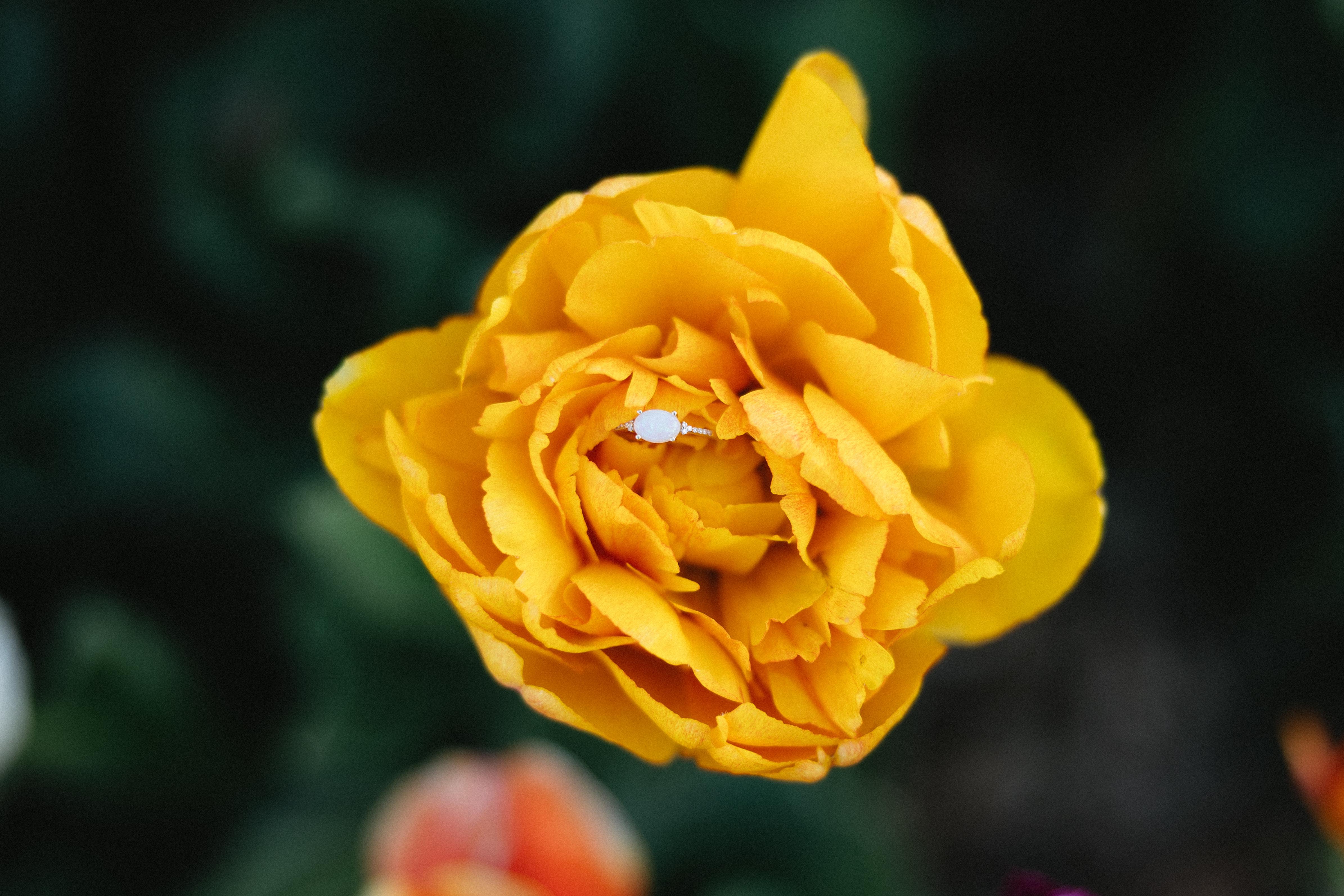 The Wedding Website of Connor Squires and Elina Wennerlund
