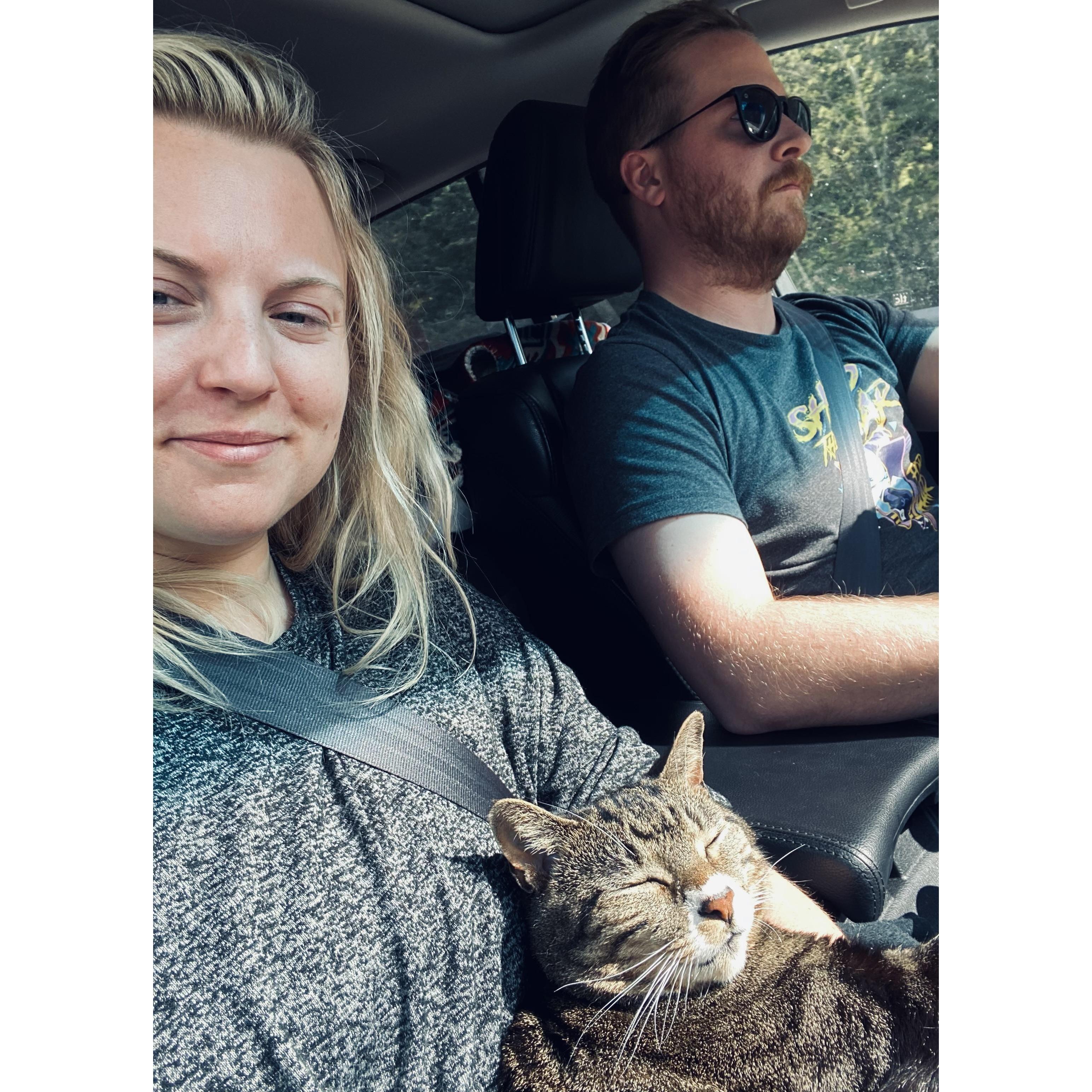 Petunia, the adventure cat, loves road trips.