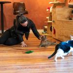 Denver Cat Company