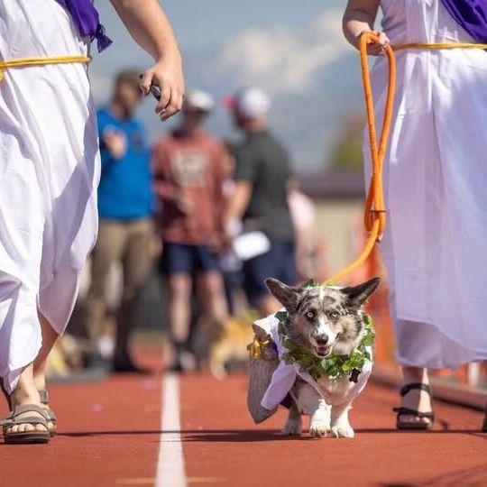 Corgi race days for Leo!