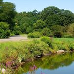 Arnold Arboretum