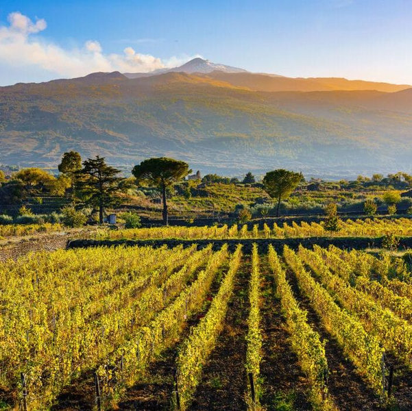 Vineyard wine tour for two on Mt. Etna