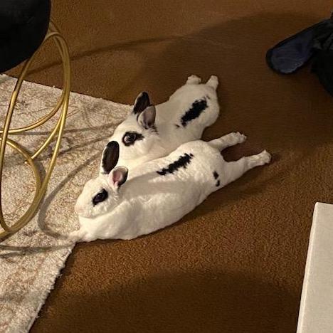 Relaxing with the bunnies