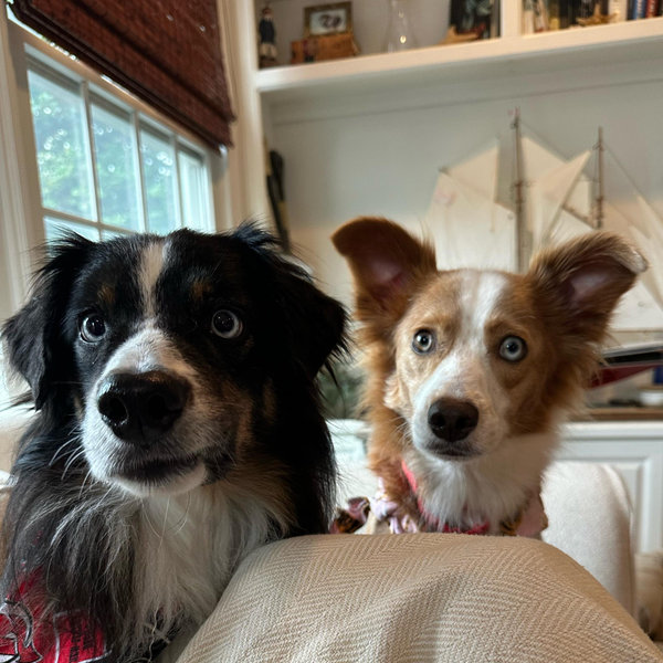 Pet Resort for Murph & Maizie during Honeymoon (No Fee - Venmo Only)