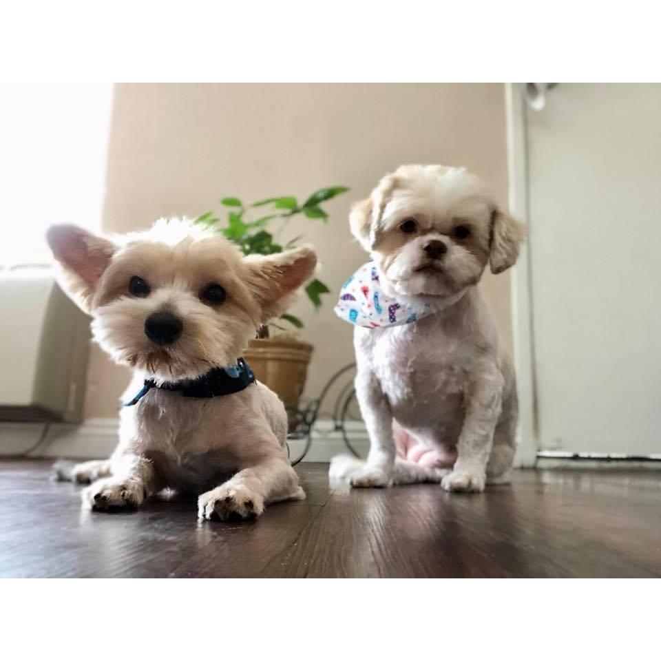our fur babies