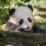 San Diego Zoo