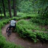 Cady Hill Forest
