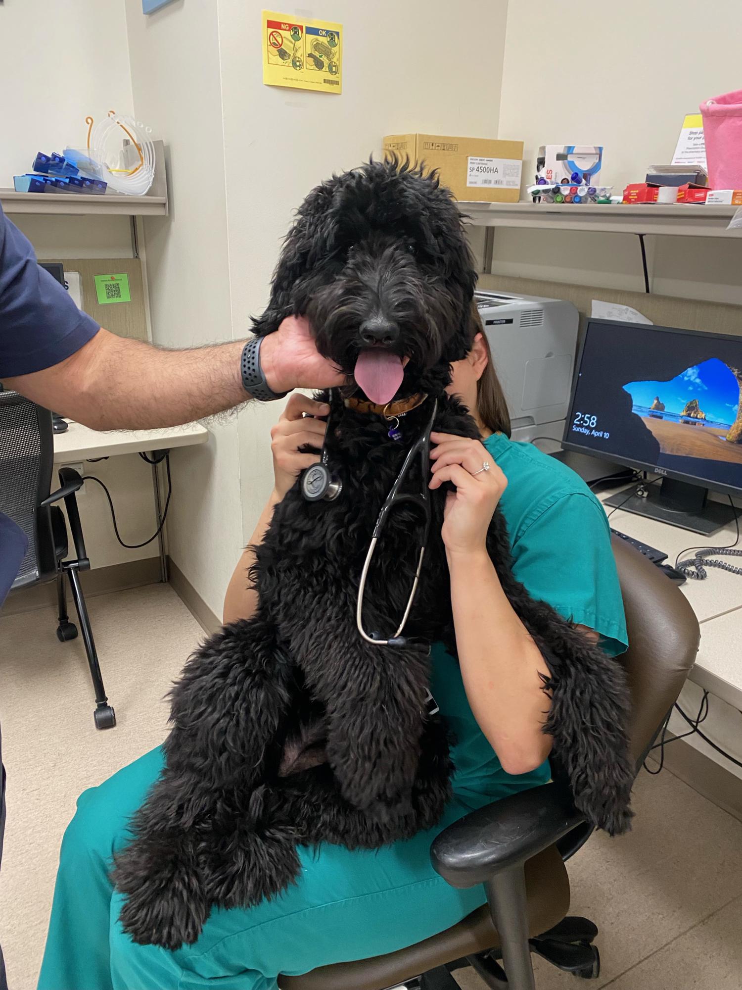 Dogtor Olive got to visit Jaclyn and her coworkers at the hospital