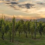 Penns Woods Winery