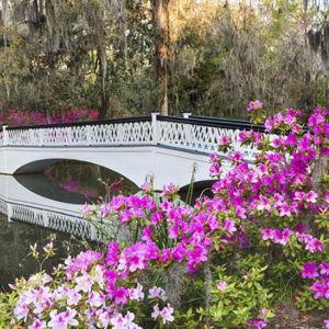 Magnolia Plantation Botanical Garden Tour