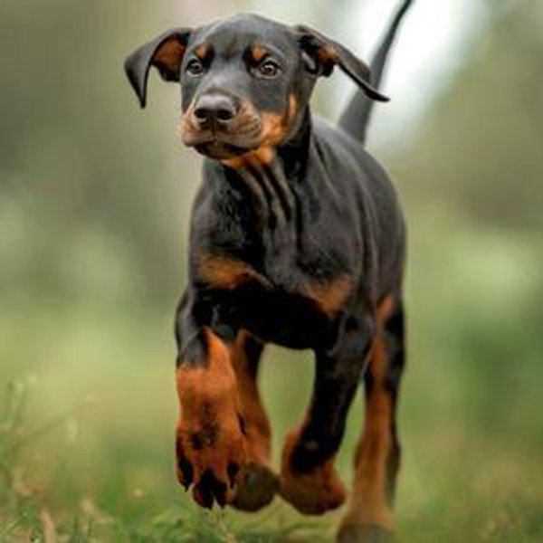Our New Puppy