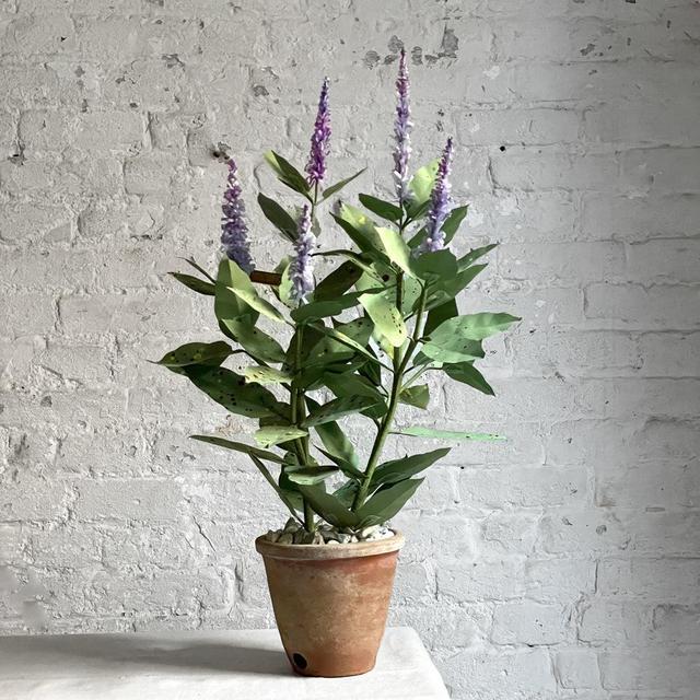 The Green Vase Potted Coleus Plant
