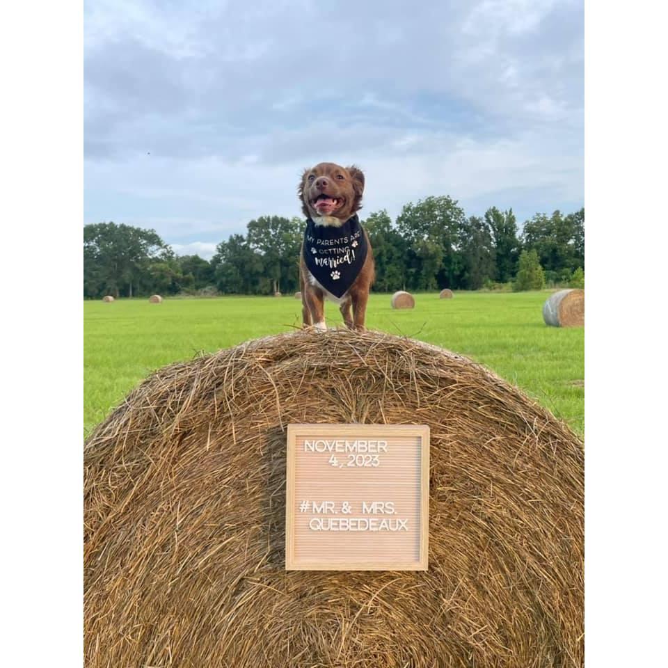 Archie announcing our wedding date.