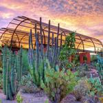 Desert Botanical Garden