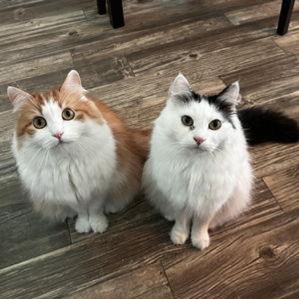 Kitty Treats for A Year