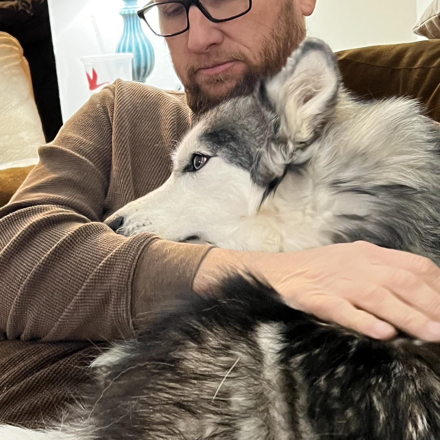 Snuggling Huskies.